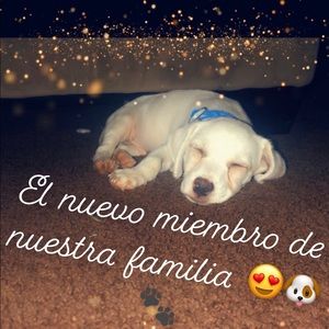 Meet your Posher, Nubia